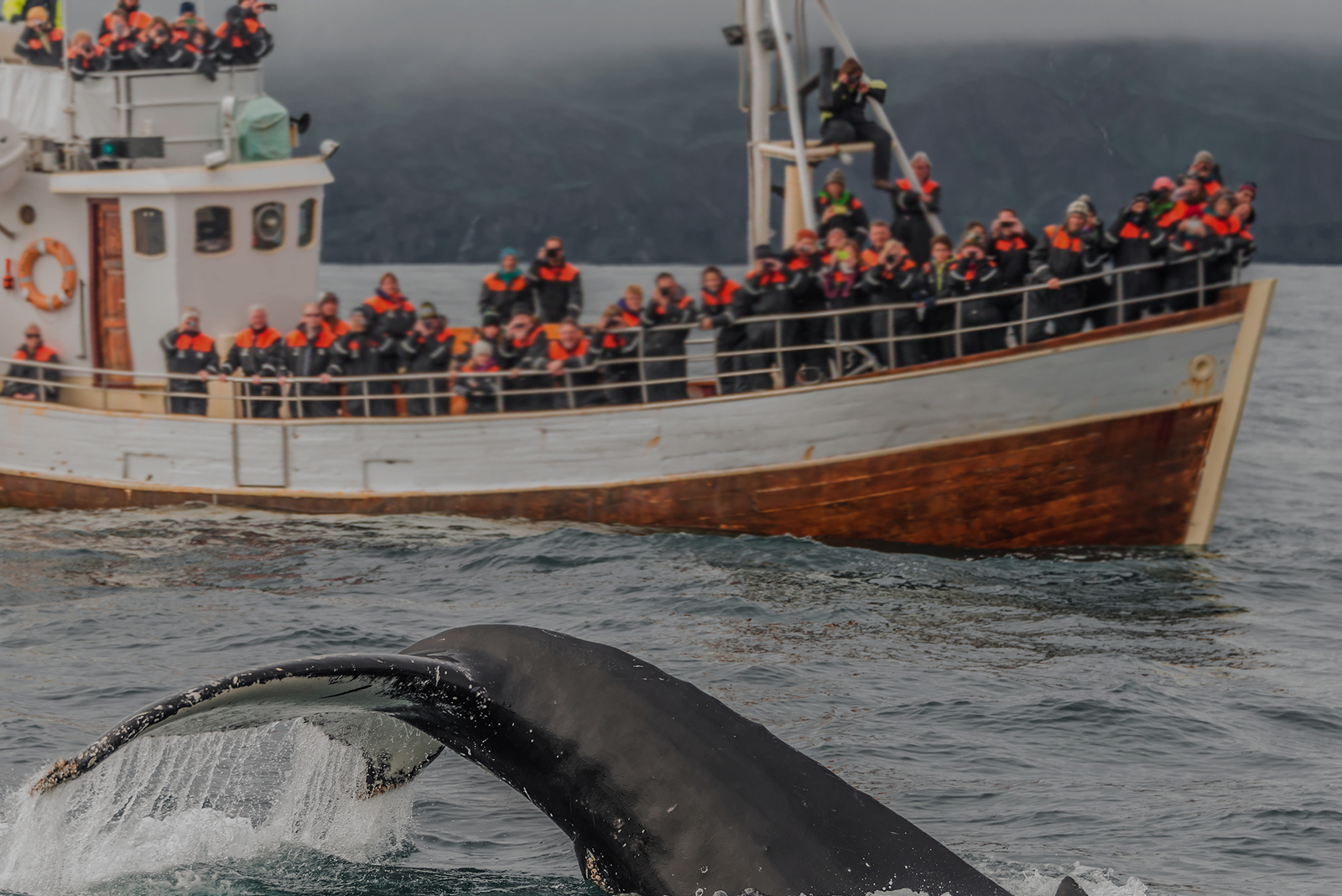 A whale's tail rises from the ocean as a boat full of people in orange life jackets watches and takes photos.